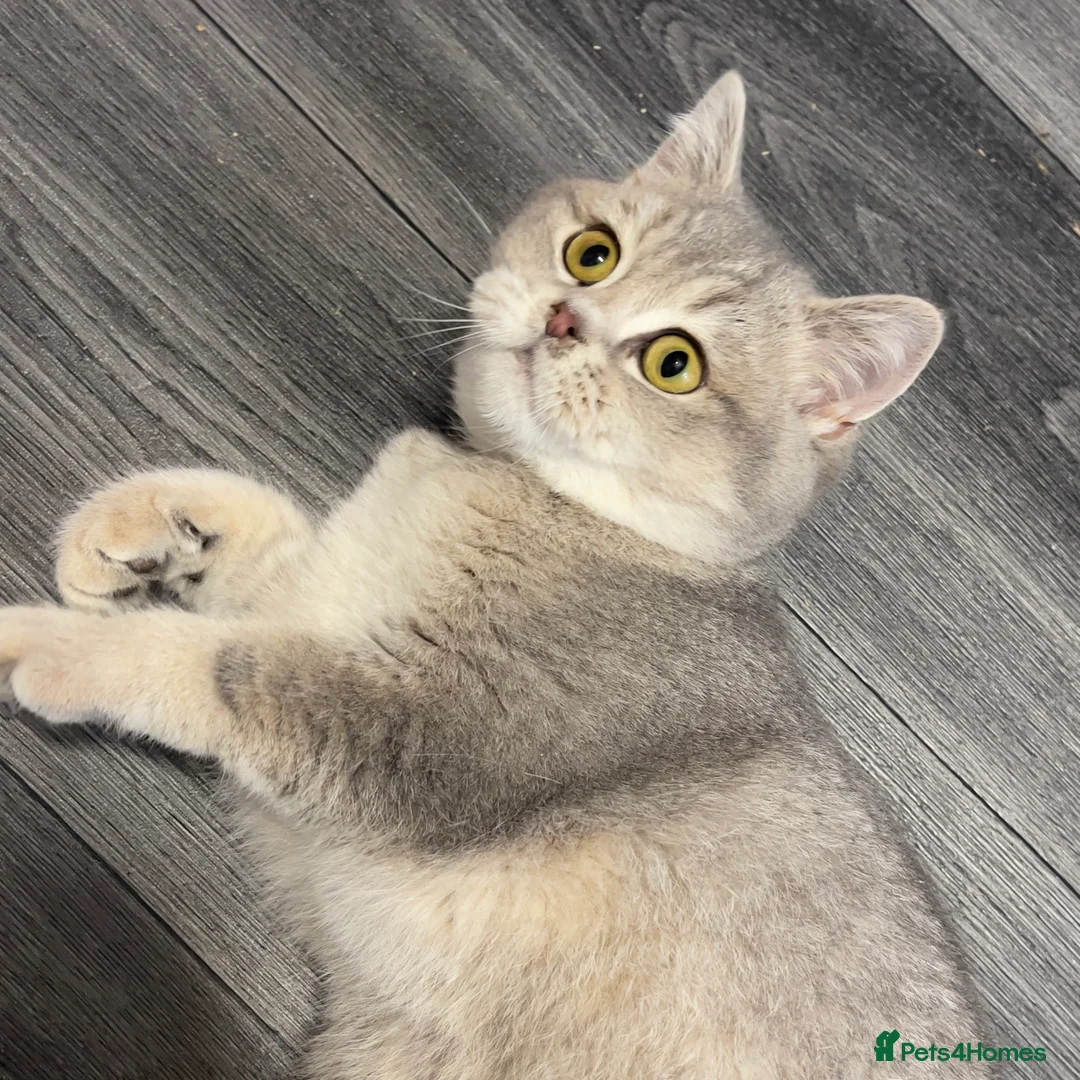 British Shorthair cats for sale: Only one TICA & GCCF British Shorthair Kitten  - Advert 5