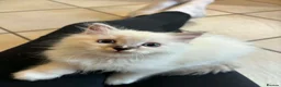 Ragdoll cats for sale: Stunning Ragdoll kittens - READY TO LEAVE NOW!! - Advert 8