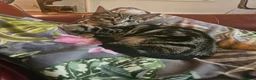 Bengal cats for sale: New home for Rani - Advert 4