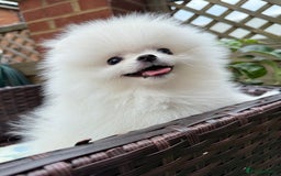 Pomeranian dogs for sale: Pom bears looking for loving homes❤️ - Image 32
