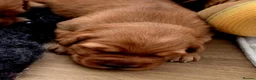 Golden Retriever dogs for sale: Stunning dark working golden retriever puppies - Advert 6