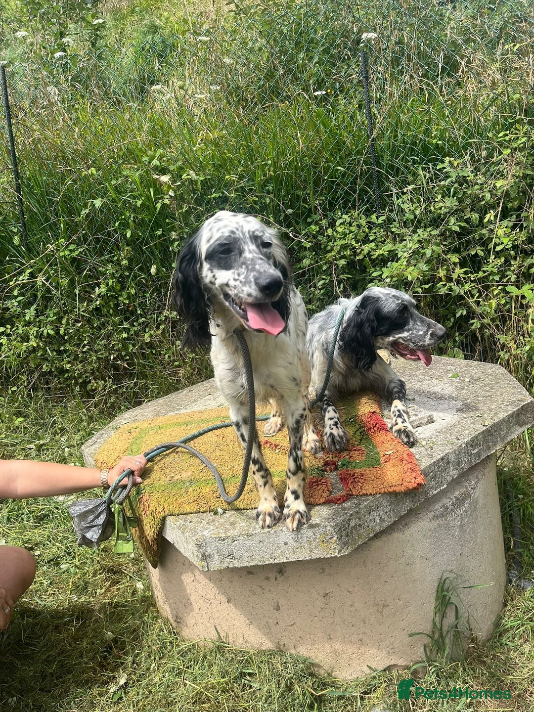 English Setter dogs for adoption: Floss - Image 3