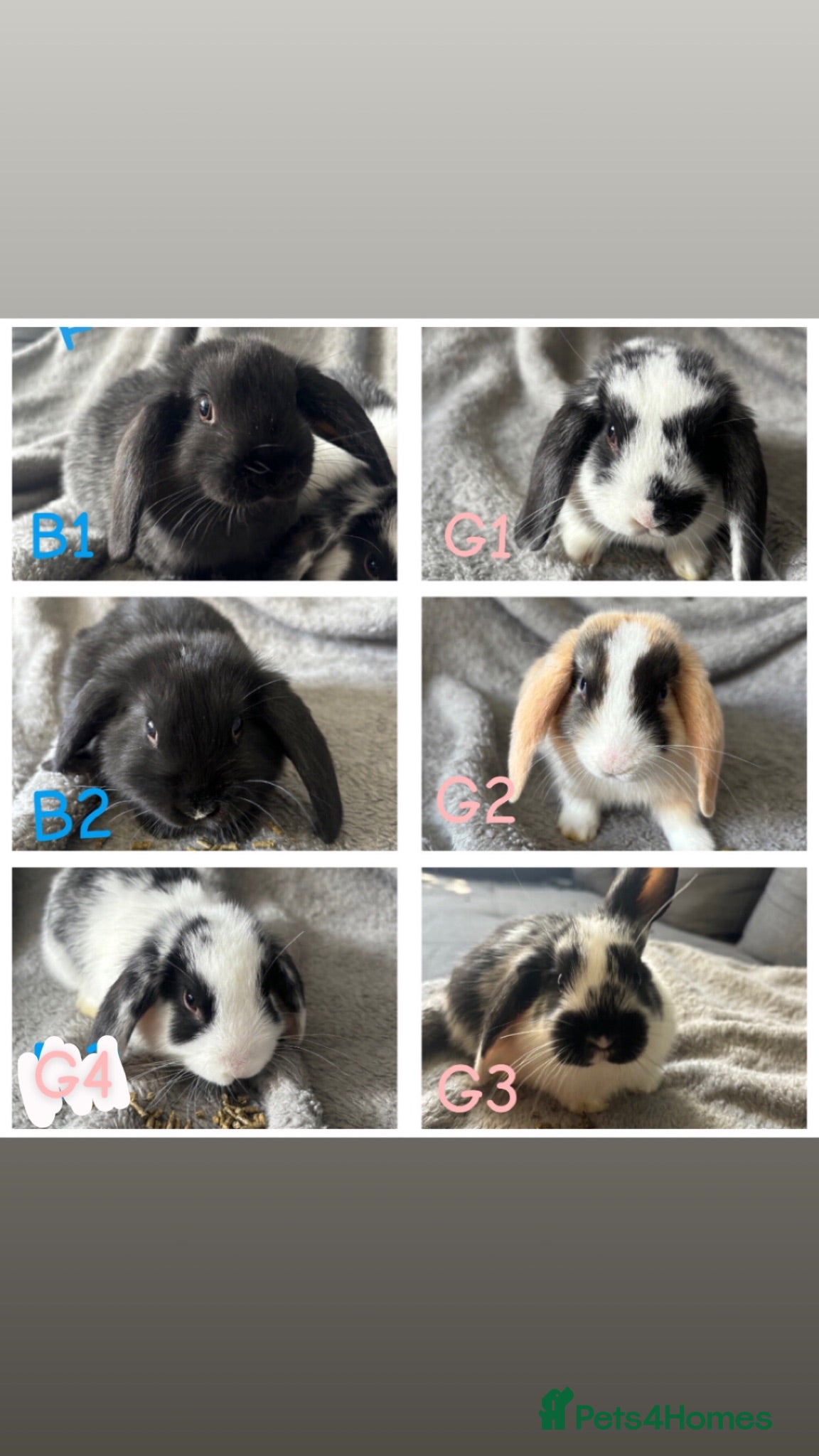 Mini Lop rabbits 6 Beautiful mini lops available now🐰 - Advert 11