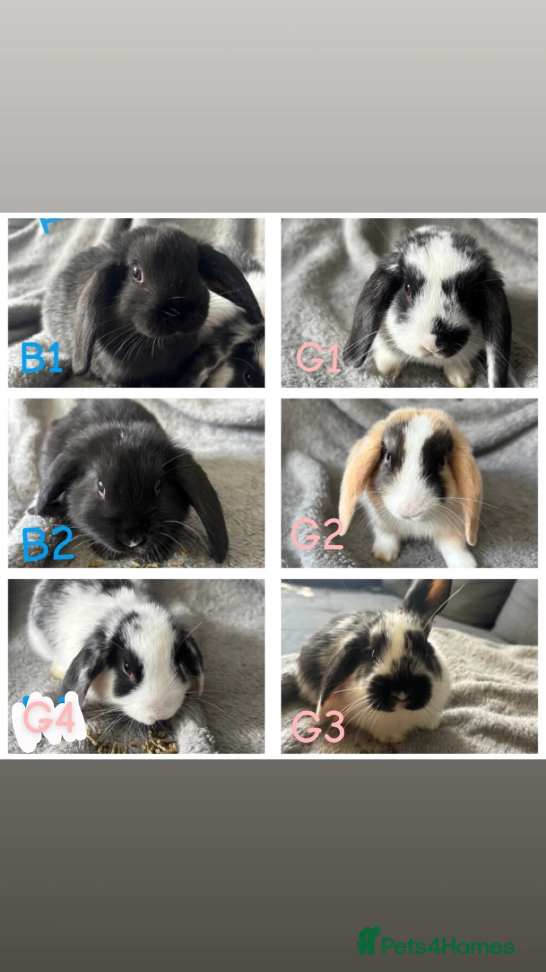 Mini Lop rabbits for sale: 6 Beautiful mini lops available now🐰 - Advert 1