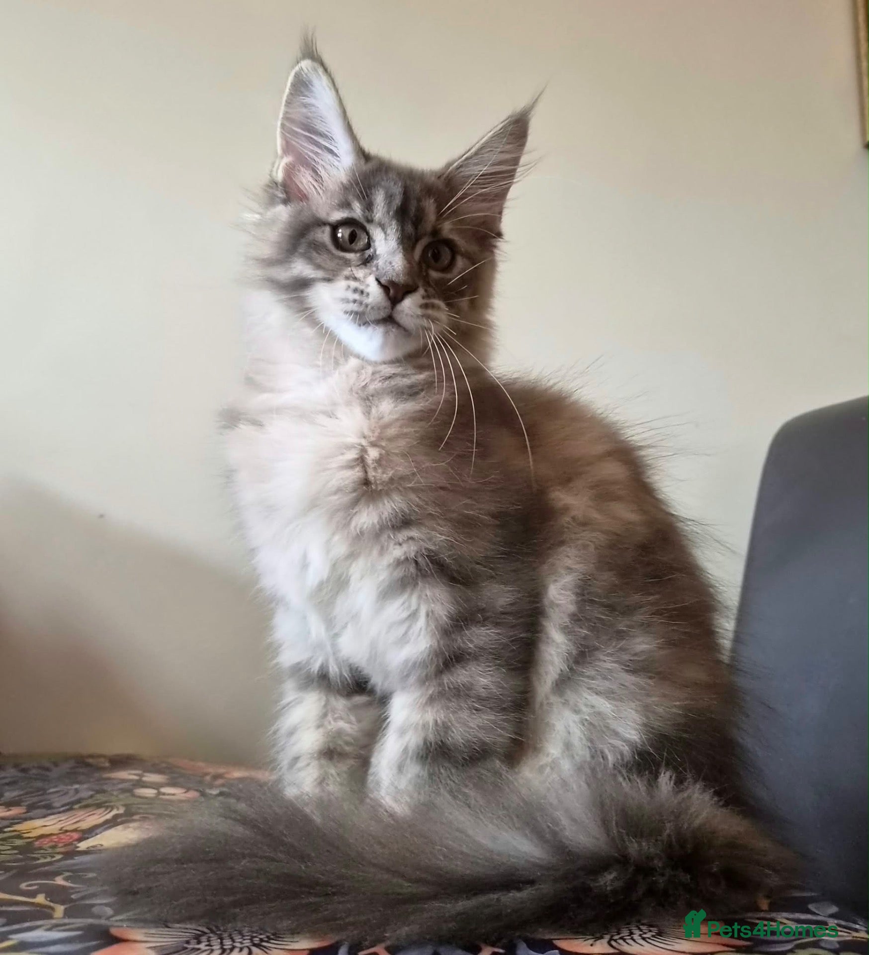 Maine Coon cats 🔥 CHAMPION RUSSIAN LINE XXL MAINE COON — EMBER 🔥 - Advert 7