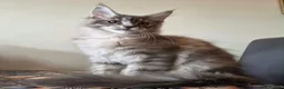 Maine Coon cats for sale: 🔥 CHAMPION RUSSIAN LINE XXL MAINE COON VACCINATED - Advert 3