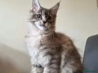 Maine Coon cats 🔥 CHAMPION RUSSIAN LINE XXL MAINE COON — EMBER 🔥 - Advert 9