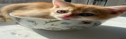 British Shorthair cats for sale: 5 Chocholate golden British shorthair kittens 🐱  - Advert 24