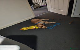 Cavapoo dogs for sale: REHOMING  - Advert 9