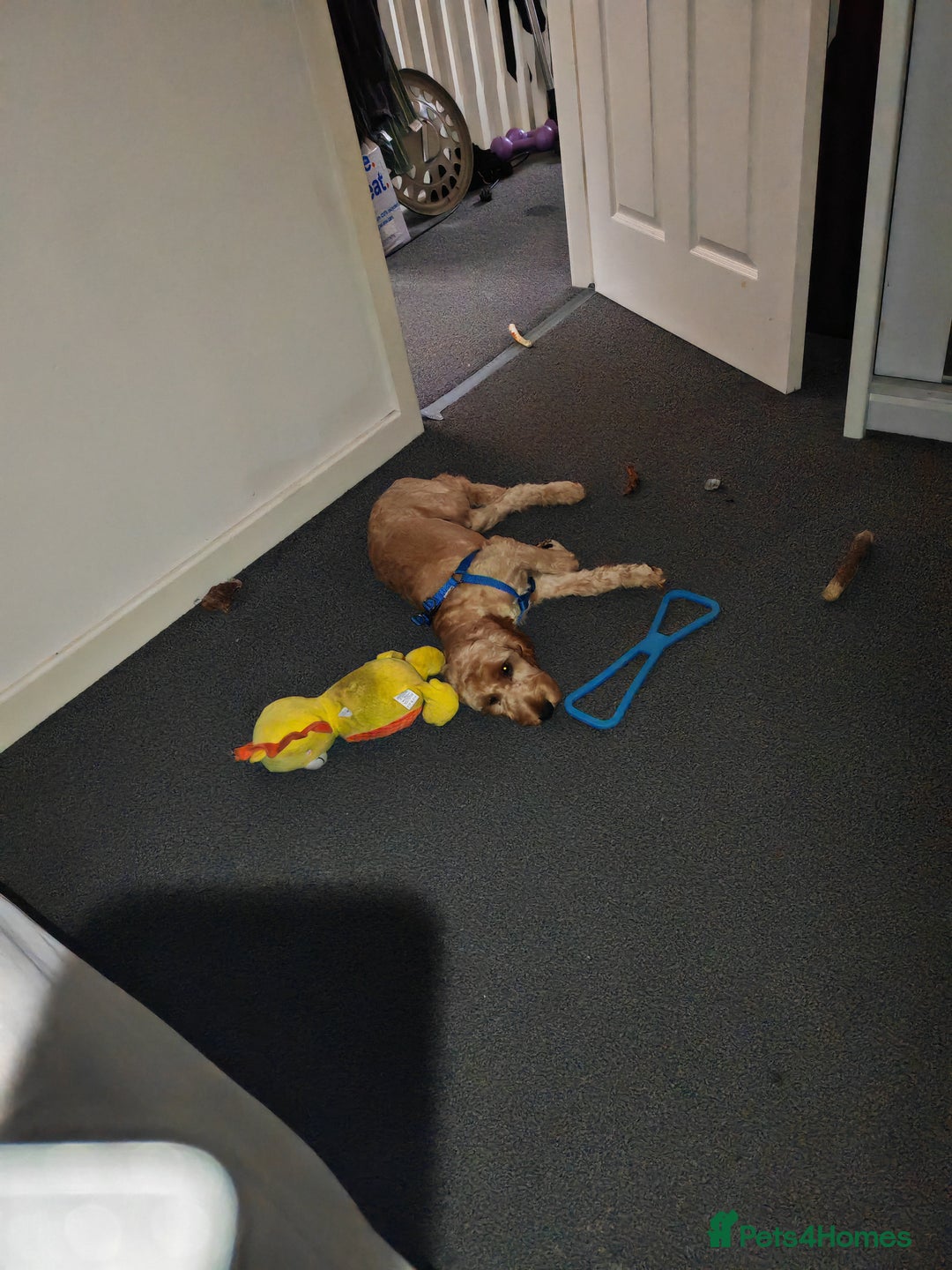 Cavapoo dogs for sale: REHOMING  - Advert 9