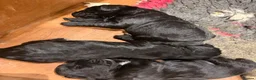 Sprocker dogs for sale: Beautiful Sprocker spaniels - 3/4 cocker  - Advert 10