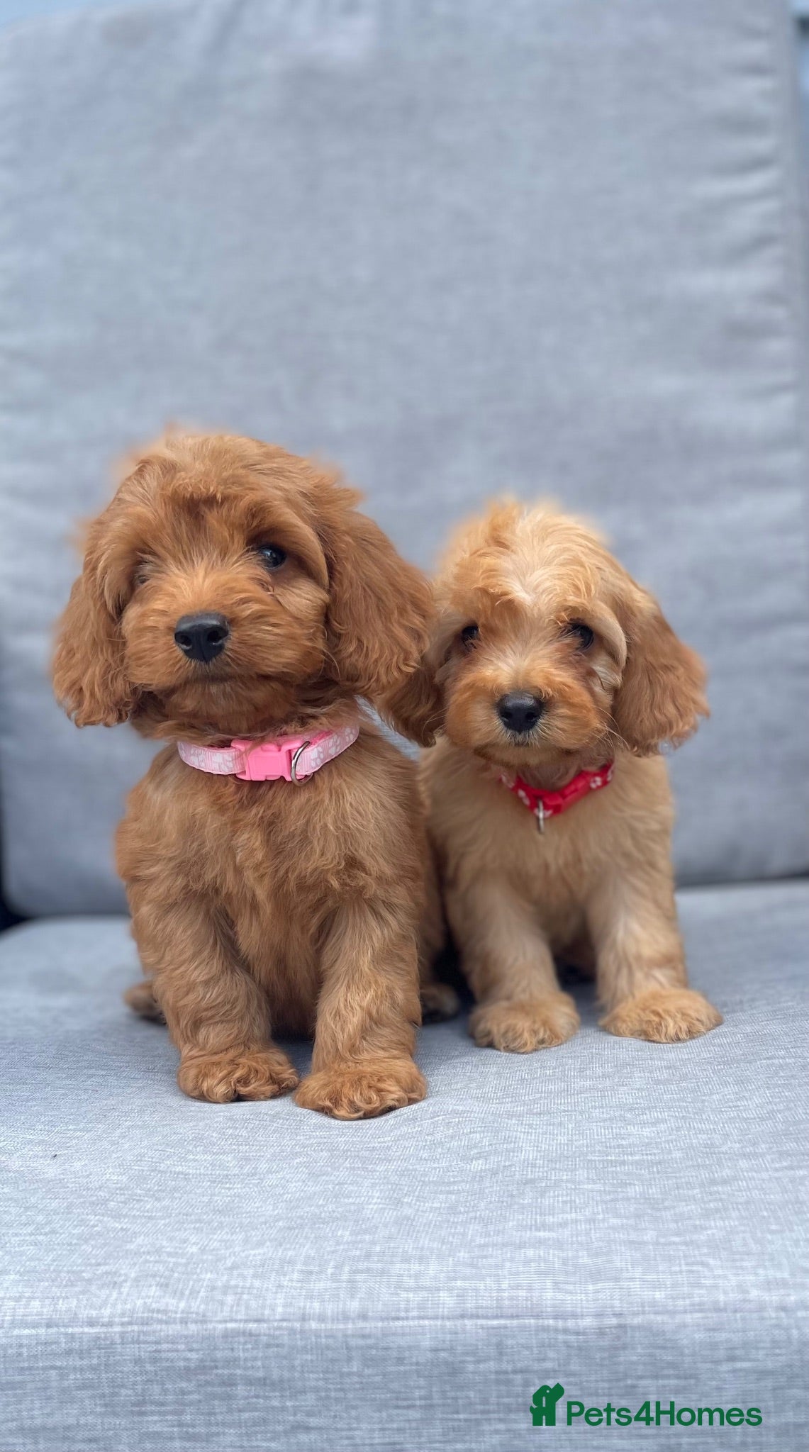 Cockapoo dogs Just stunning ready now 10 weeks old  💖💙🐾🏡 - Advert 2