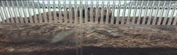 Tarantulas invertebrates for sale: 5 tarantulas, with enclosures see description  in Bristol - Advert 4
