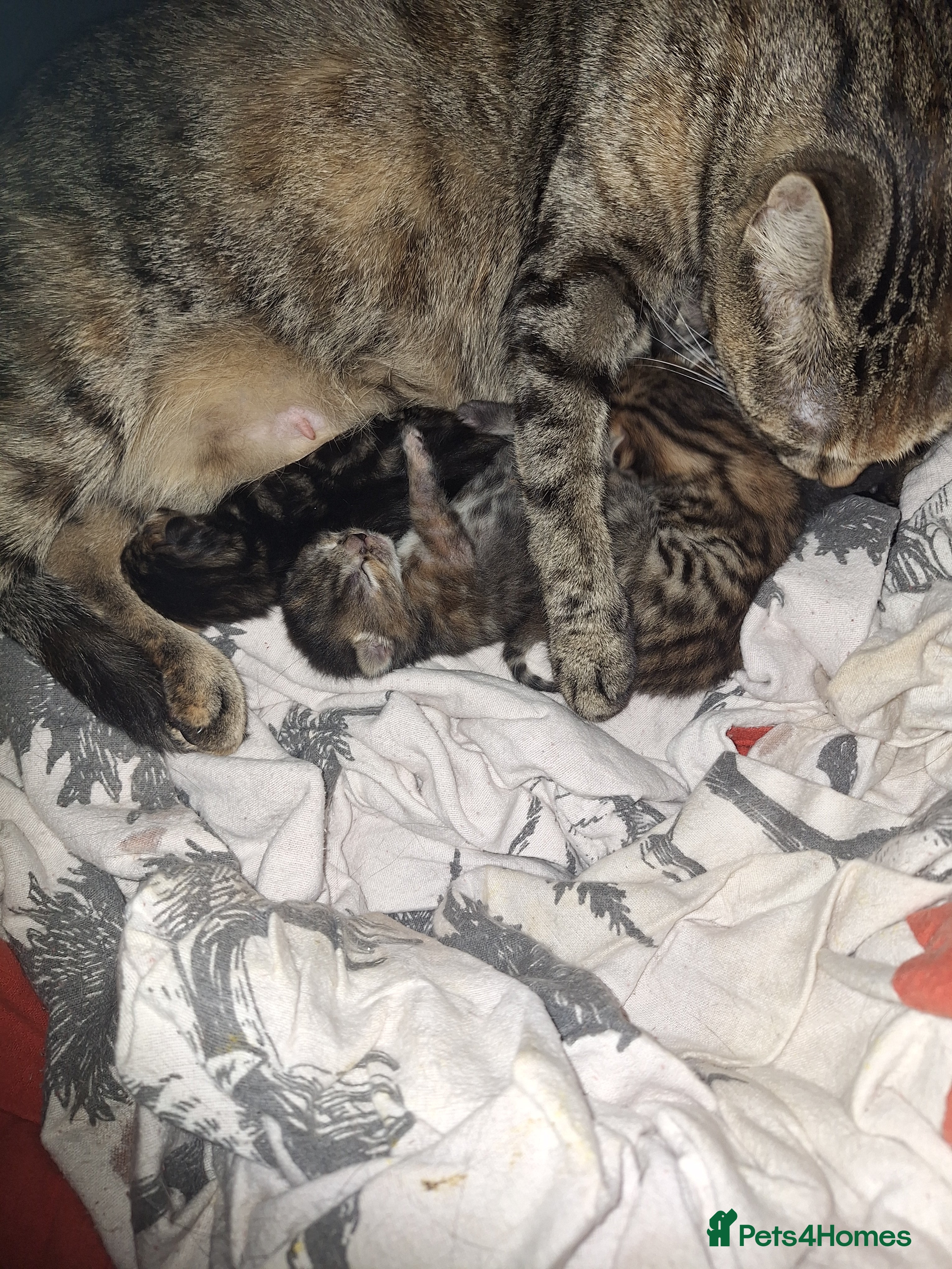 Maine Coon cats Maincoon bengal Cross kittens - Advert 11