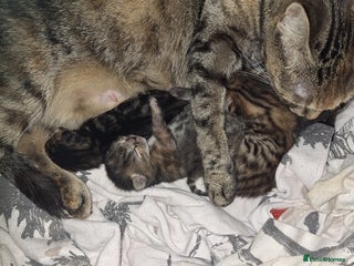 Maine Coon cats Maincoon bengal Cross kittens - Advert 2