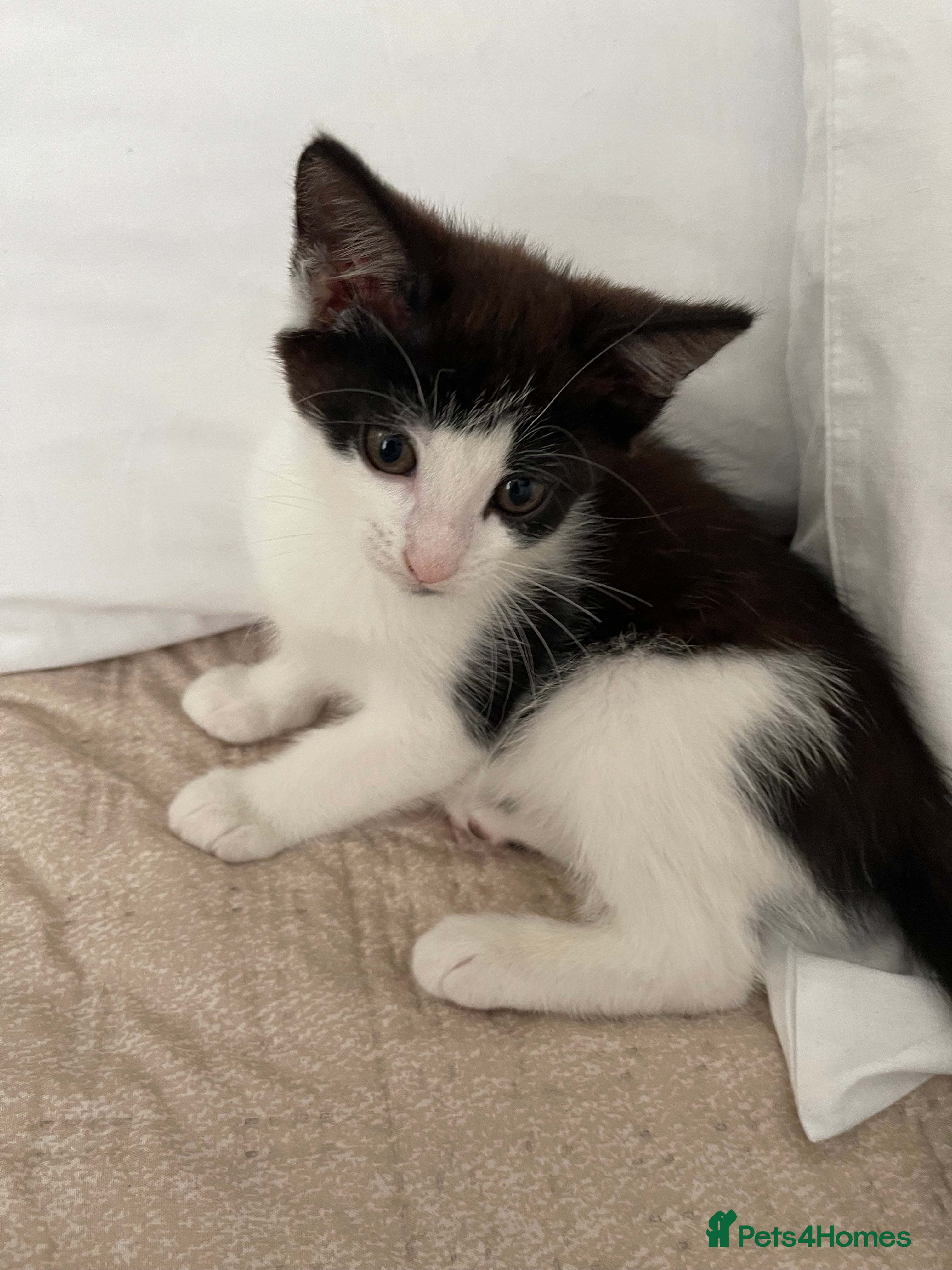 Mixed Breed cats 3 baby ready to go  - Advert 2