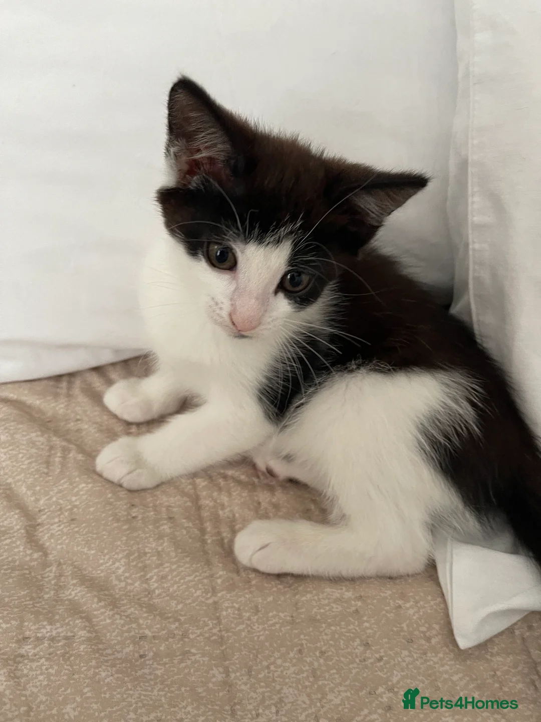 Mixed Breed cats for sale: 3 baby ready to go  - Advert 2