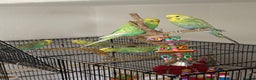 Budgerigars birds for sale: 5 budgies & Cage etc  - Advert 3