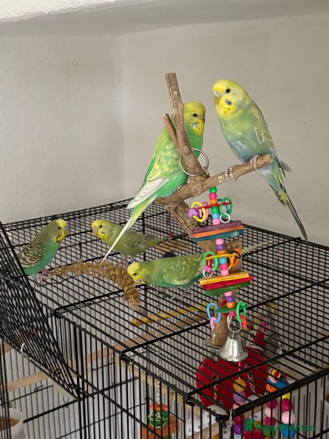 Budgerigars birds for sale: 5 budgies & Cage etc  - Advert 3