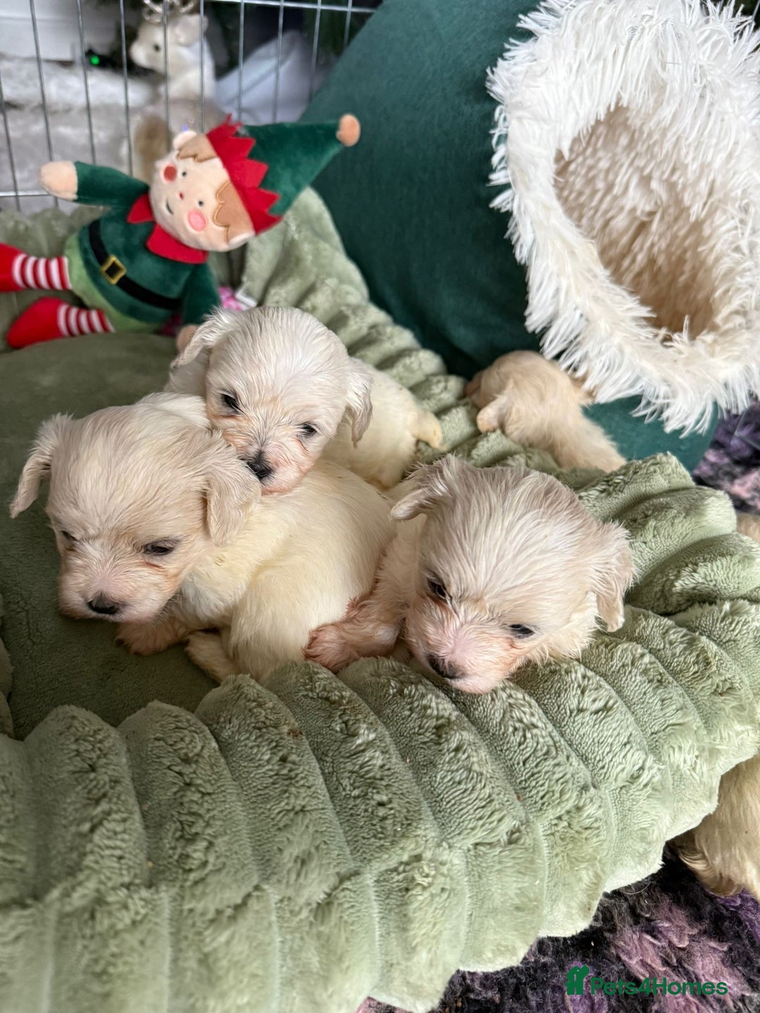 Bichon Frise dogs for sale: Mr Mircea - Advert 3