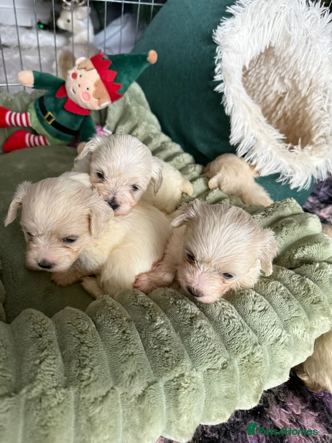 Bichon Frise dogs for sale: Mr Mircea - Advert 3