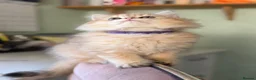 British Longhair cats for sale: British Longhair golden kittens TICA - Advert 10