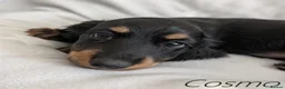 Miniature Dachshund dogs for sale: Miniature Longhaired Dachshund Puppies - Advert 7