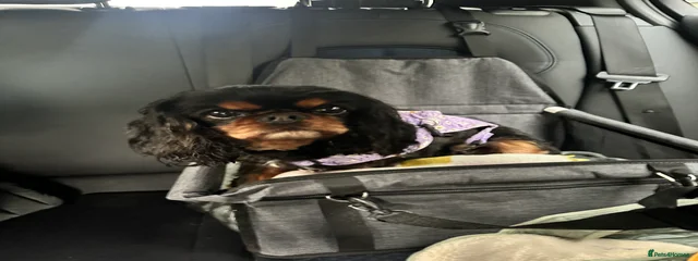 Rosie 