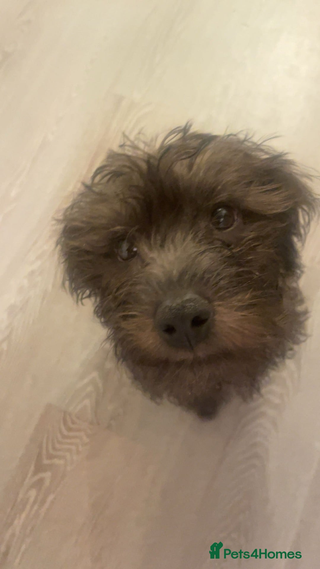 Mixed Breed dogs 1 male patadale  - Advert 6