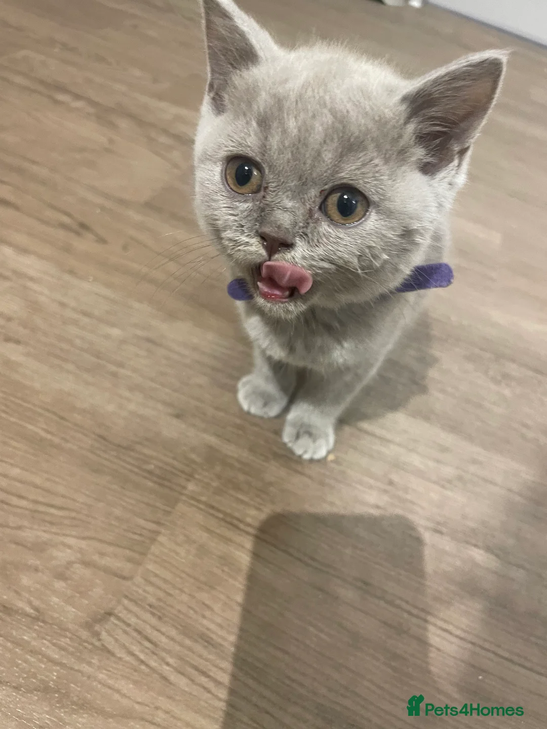 British Shorthair cats for sale: British short hair Pedigree registered  - Advert 6