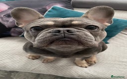 French Bulldog dogs for stud: Dog for stud - Image 12
