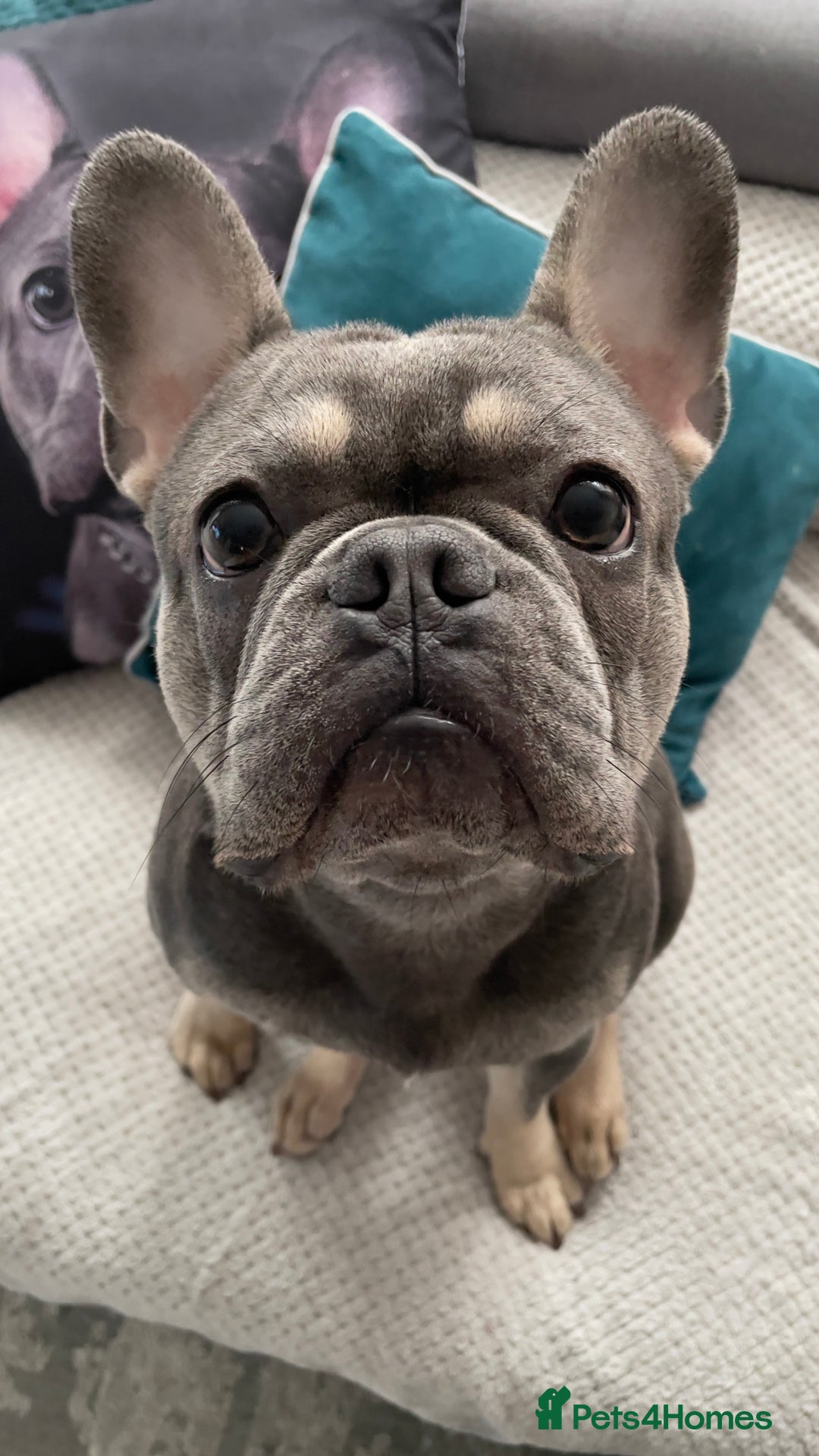 French Bulldog dogs for stud: Dog for stud - Image 12