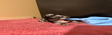  Black Merle boy 1