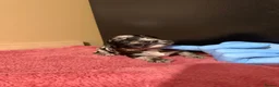 Cocker Spaniel dogs for sale: Beautiful Male Cocker Spaniel Puppies - Advert 18