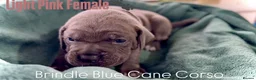 Cane Corso dogs for sale: Cane corso  - Advert 8
