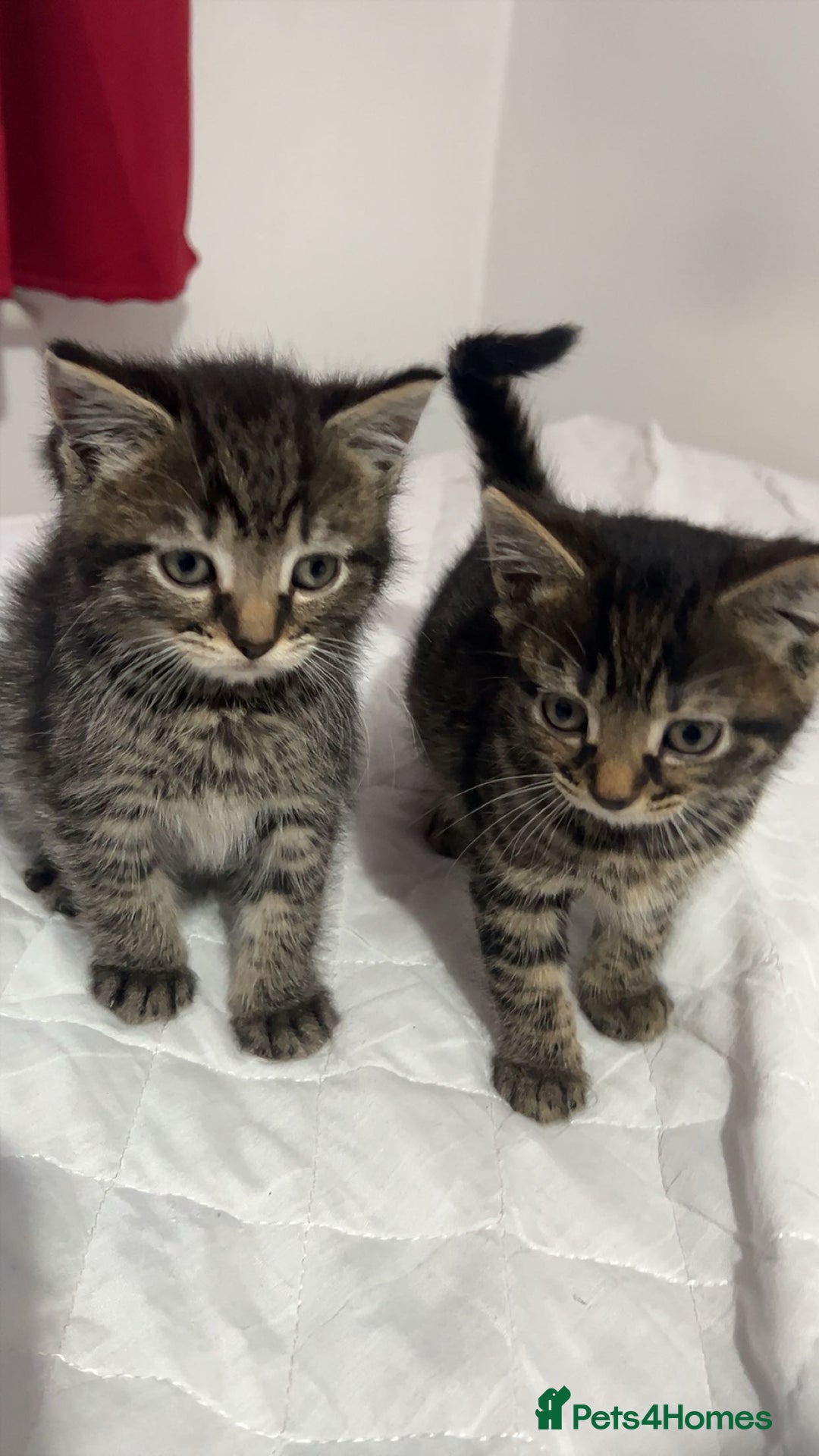 American Shorthair cats for sale: Tabby kittens Ready to go - Advert 3