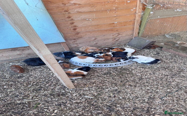 Guinea Pig rodents - Advert 16