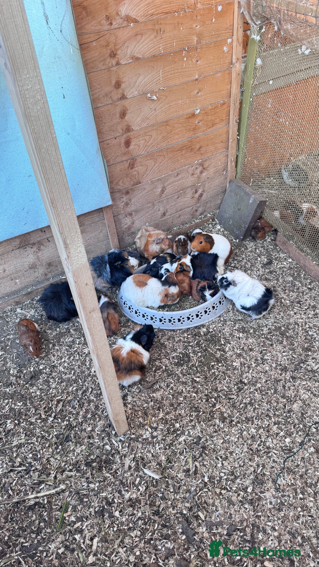 Guinea Pig rodents for sale: Mix breed  - Image 1