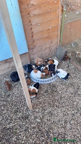 Guinea Pig rodents - Advert 9