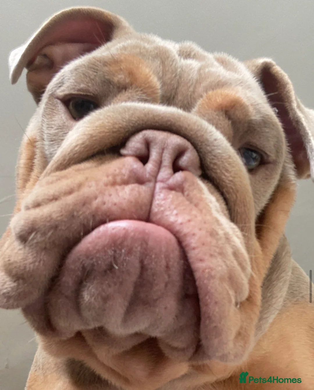 English Bulldog dogs for stud: English Bulldog (Stud) - Advert 7