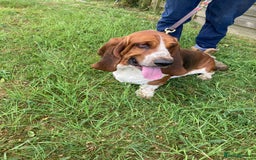 Mixed Breed dogs for sale: Dachshund x basset hound  - Image 13
