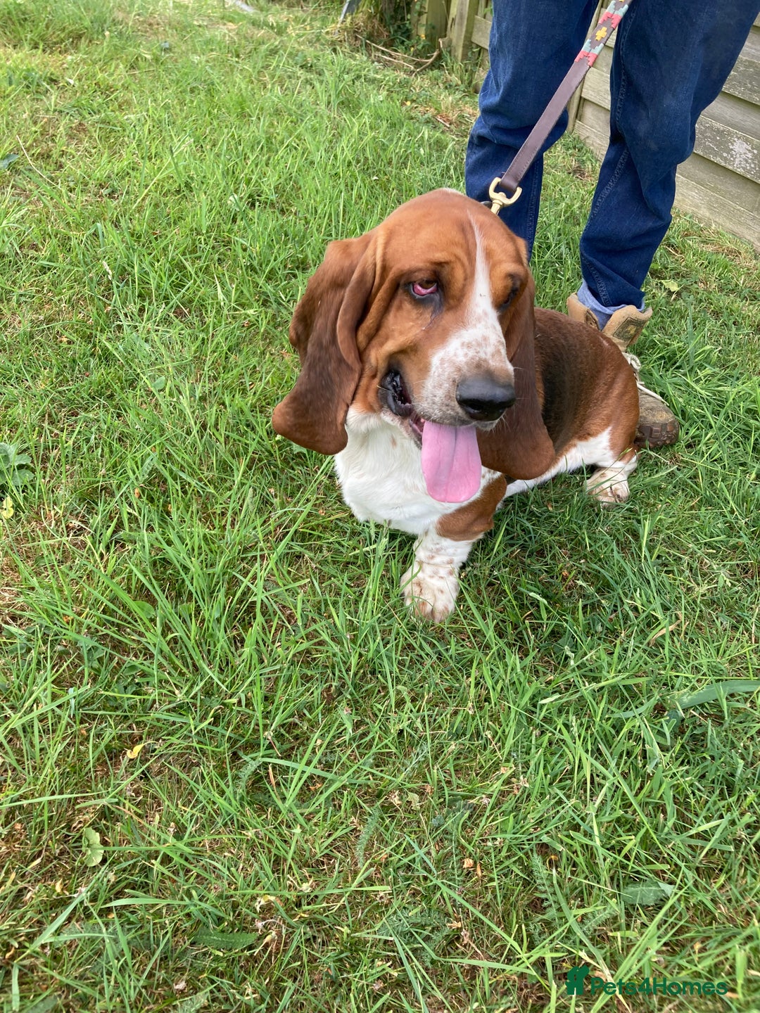 Mixed Breed dogs for sale: Dachshund x basset hound  - Image 13