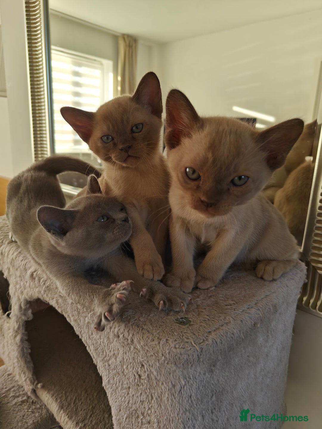 Burmese cats for sale: Lilac girl and chocolate boy - Advert 6
