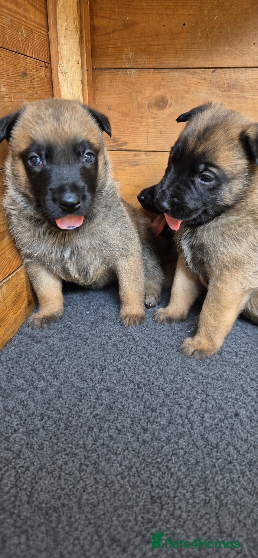 Belgian Shepherd Dog dogs Gorgeous Malinois Puppies ‼️ - Advert 4