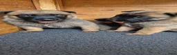 Belgian Shepherd Dog dogs for sale: Confident Mali Pups  **   ‼️ - Advert 3