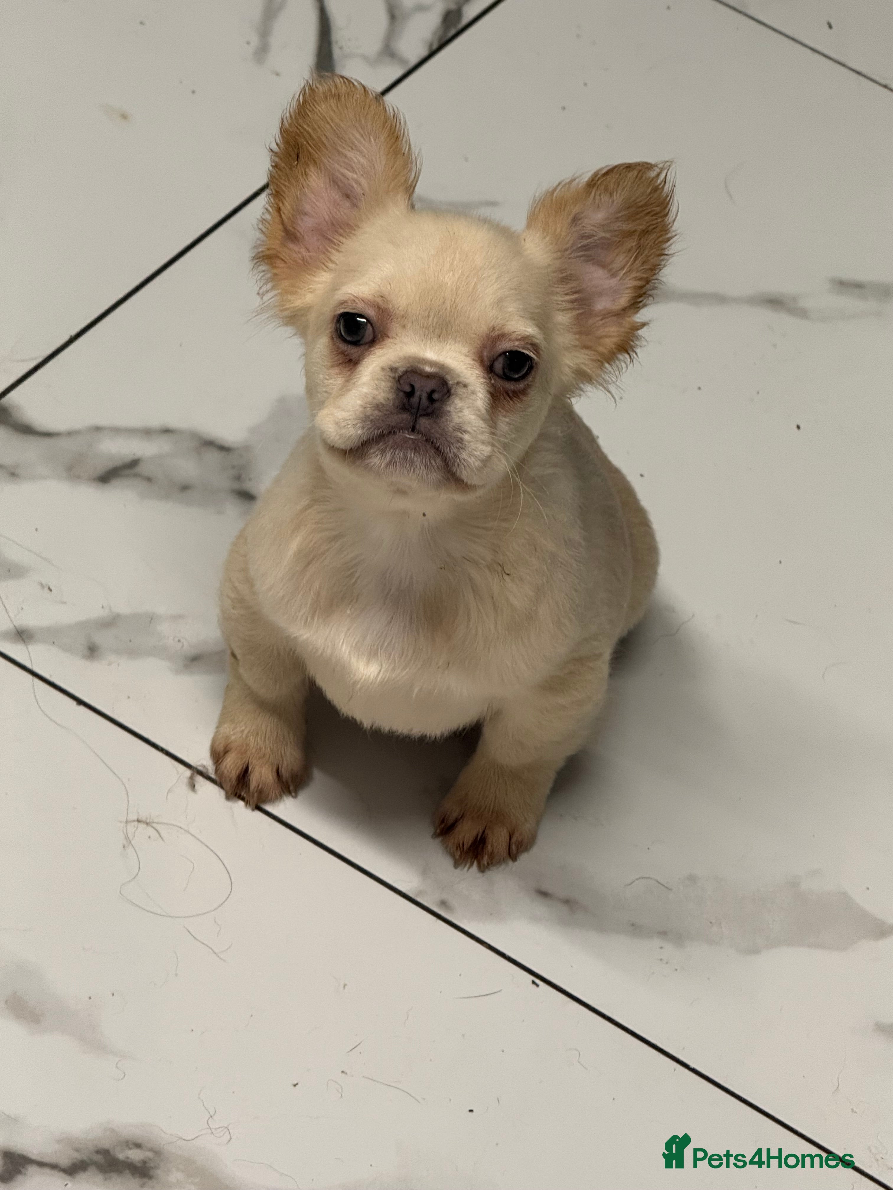 French Bulldog dogs Beautiful fluffy/ fluffy carrier Frenchie pups  - Advert 15