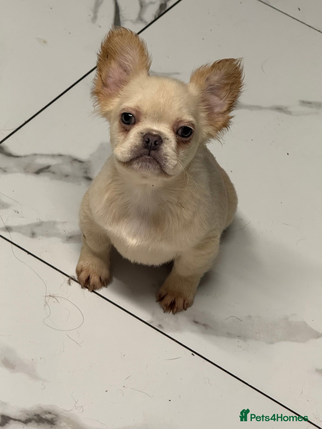 French Bulldog dogs for sale: Beautiful fluffy/ fluffy carrier Frenchie pups  - Advert 3