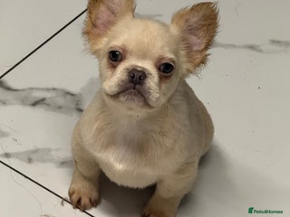 French Bulldog dogs Beautiful fluffy/ fluffy carrier Frenchie pups - Advert 17
