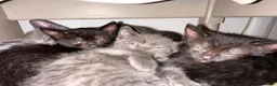 Mixed Breed cats for sale: Beautiful kitten in Salford - Advert 12