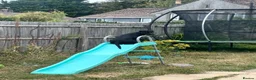 Mixed Breed dogs for sale: Shadow in Plymouth - Advert 7